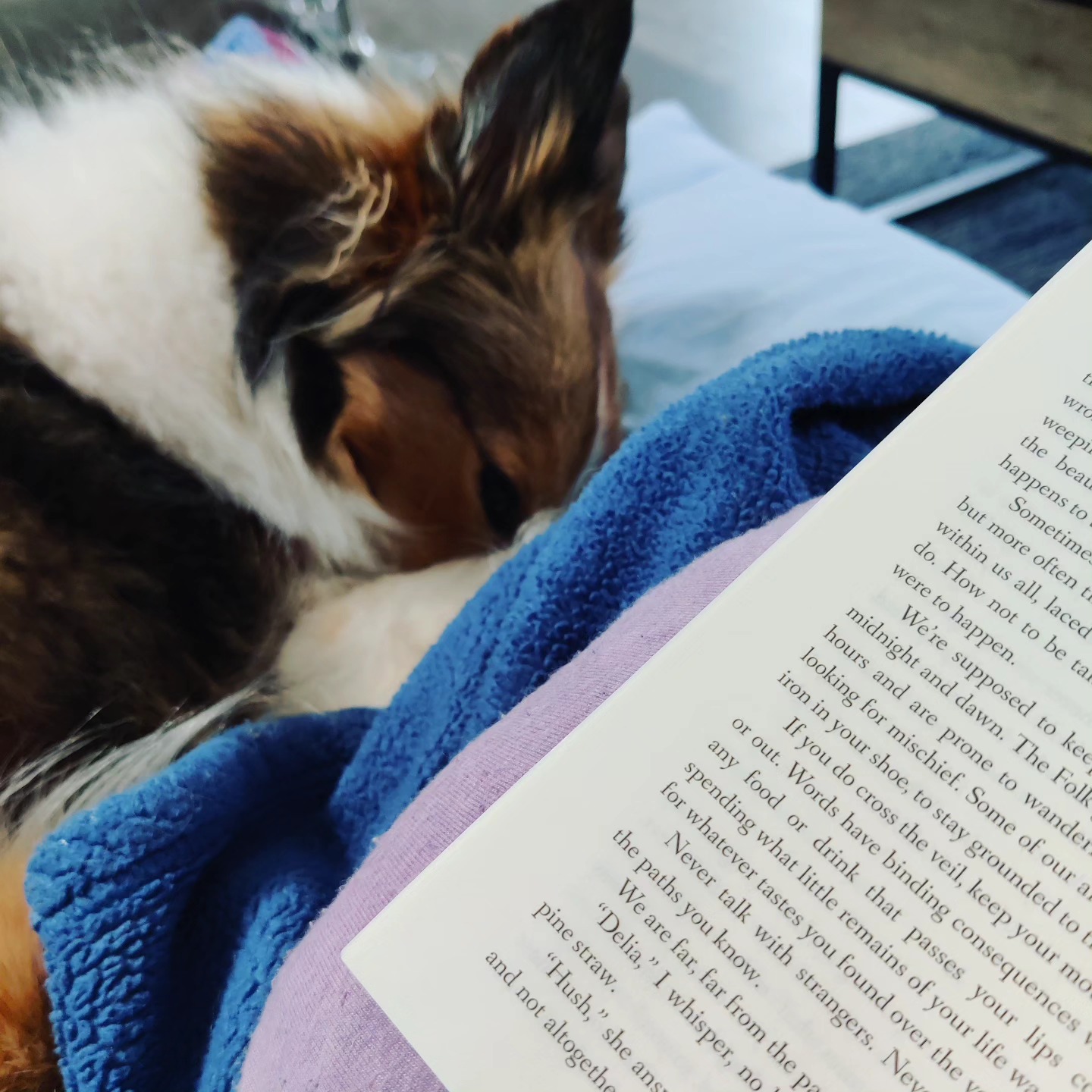 Stay cozy today, my friends!

I'm reading more again and it feels good 😊 especially since I am visiting a different fae realm than my own ✨

Still not sure when I am getting back into writing. Pregnancy is mentally, creatively, and physically draining. I don't know how some of you do it.

Drop your secrets in the comments if you have any 😉

#amreadingfantasy #readerlife #dogmomlife #dogmoments #fae #faerie #bookstagram #fantasybook #fantasybookstagram #pregnancylife #fantasyauthor #pregnantlife